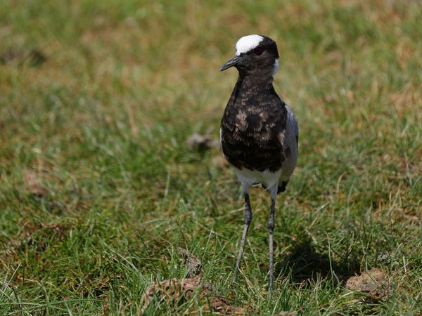 <h3><a href="/trips/tanzania/biota/animalia/chordata/aves/024 charadriiformes/009 charadriidae/vanellus armatus/vanellus armatus-nl.html">Vanellus&nbsp;armatus</a> / Blacksmith&nbsp;lapwing / Smidsplevier</h3>OM-1 Mark II met OLYMPUS M.150-400mm F4.5, 1/2000 sec  bij F4.5, ISO 320, afstand 11.4&nbsp;m